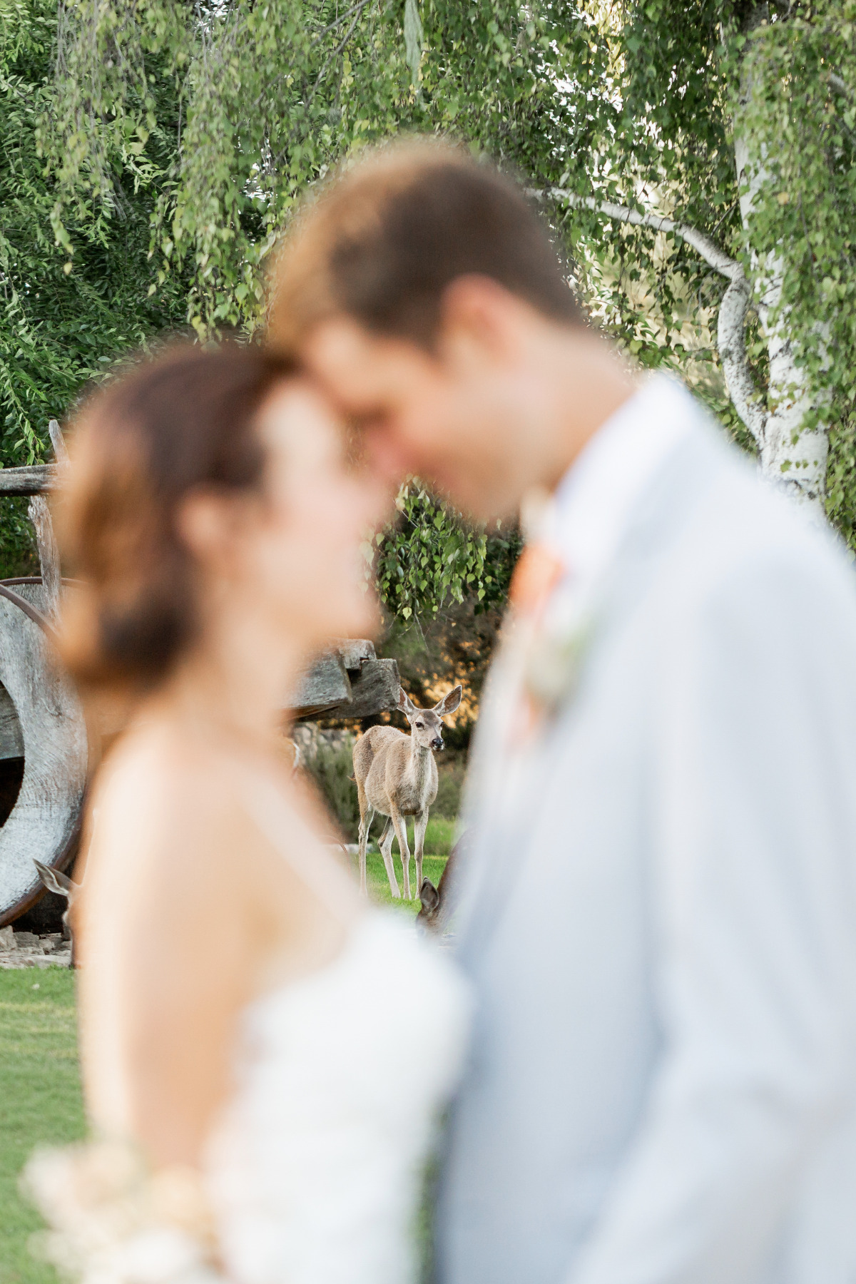 artistic-puppy-wedding-veilstailsphoto_7