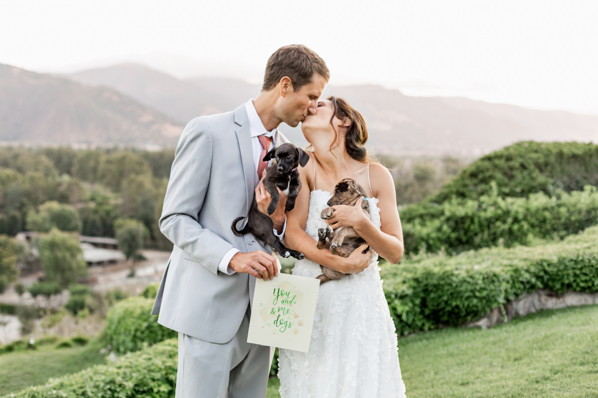 artistic-puppy-wedding-veilstailsphoto_8