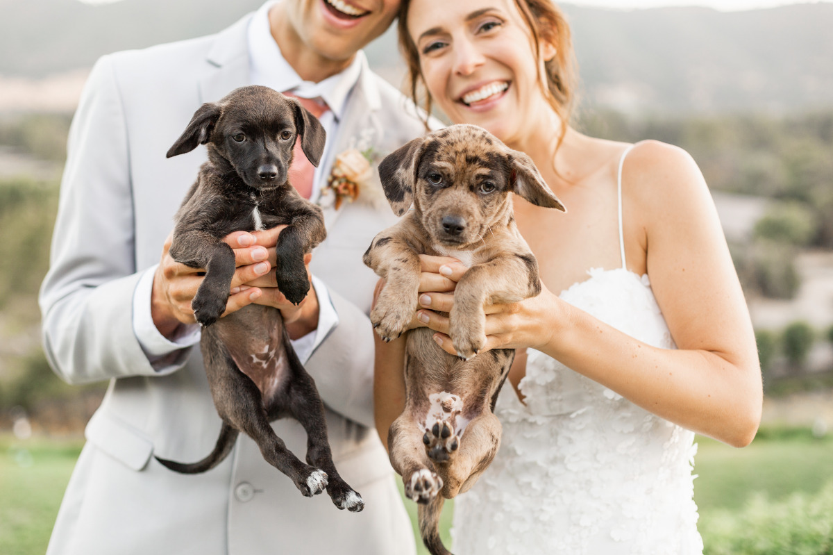 artistic-puppy-wedding-veilstailsphoto_9