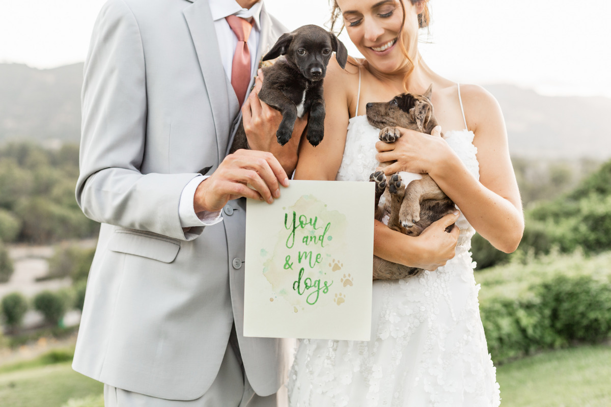 artistic-puppy-wedding-veilstailsphoto_9