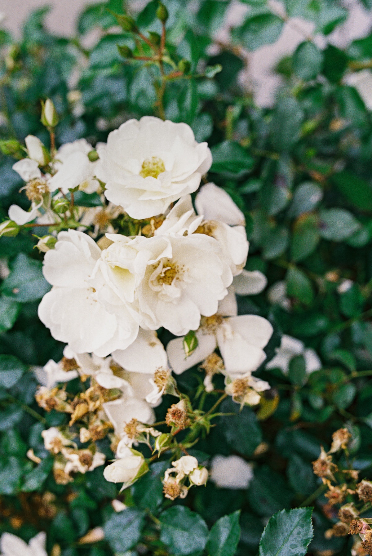 magnolia-inspiration-shoot-faberfarm-mou