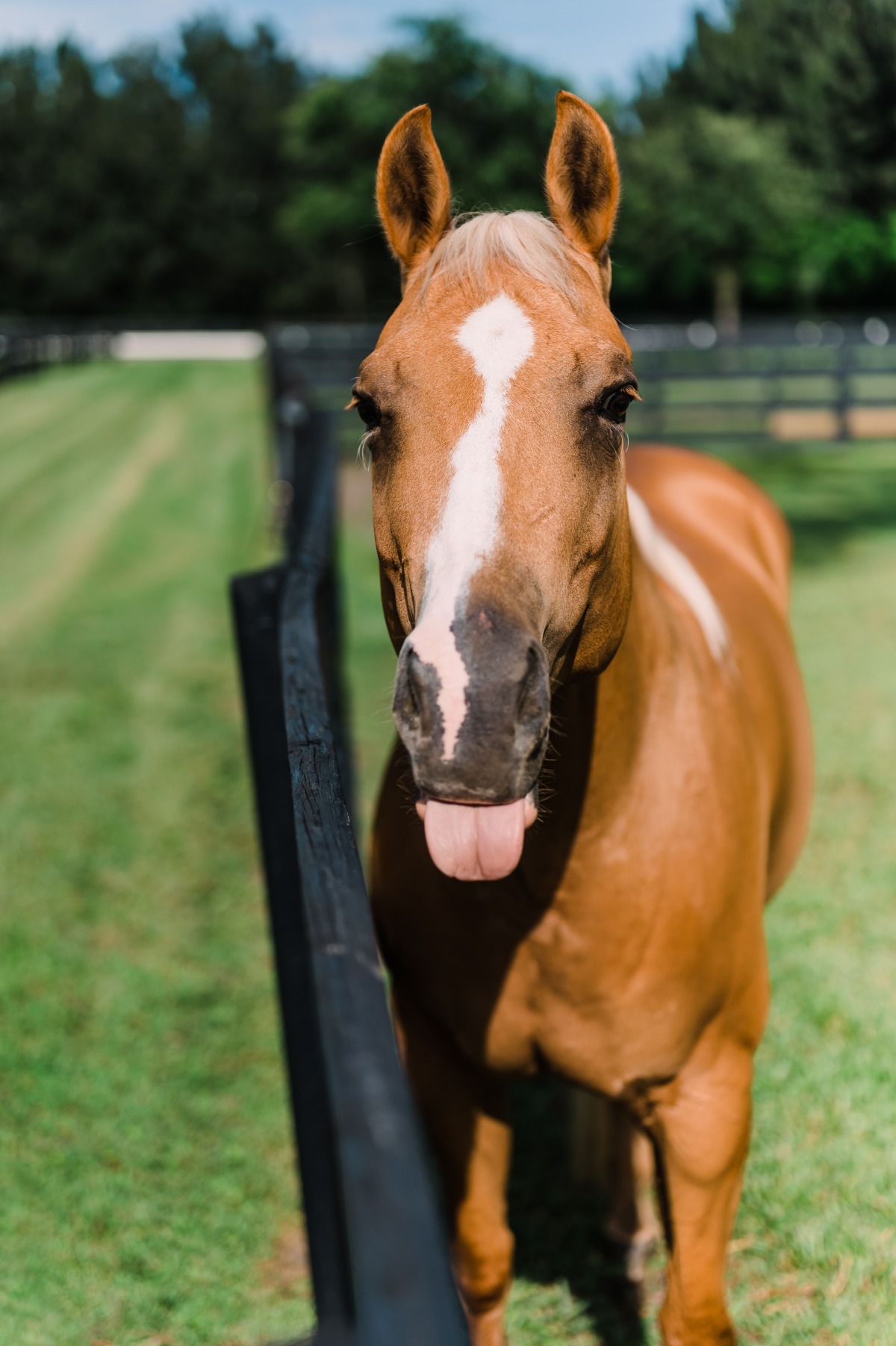 peaches-and-cream-marla-manes-photograph