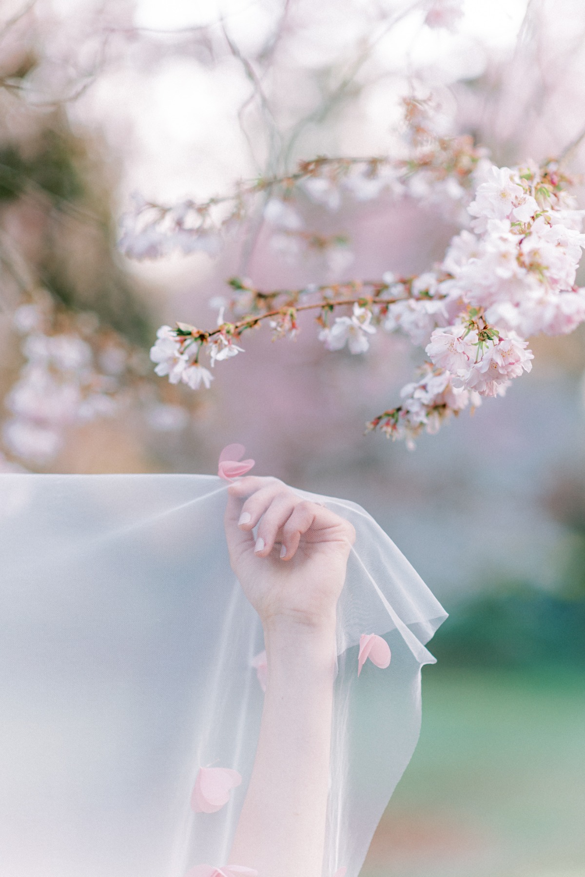 michellia-fine-imagery-spring-cherry-blo