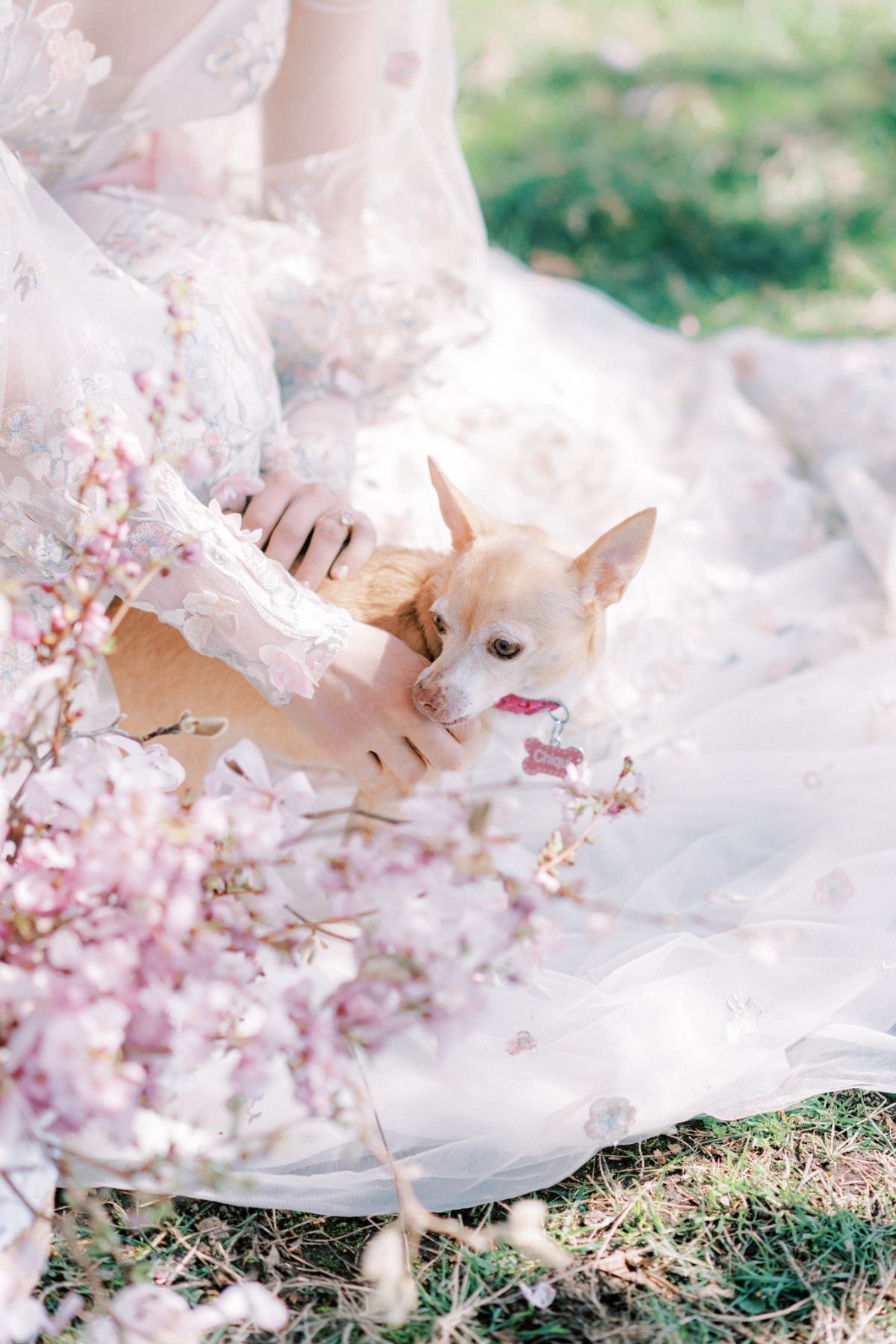 michellia-fine-imagery-spring-cherry-blo