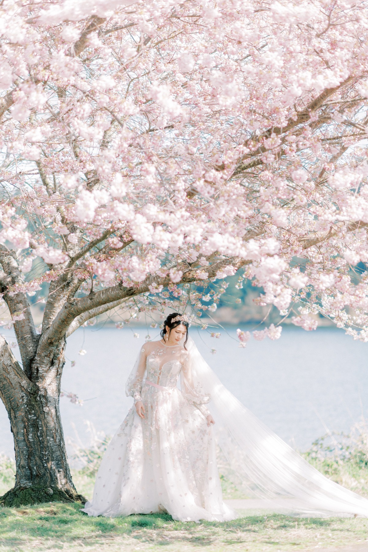 michellia-fine-imagery-spring-cherry-blo
