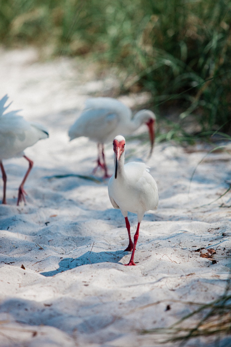 White ibis birds on a sandy beach in natural sunlight
