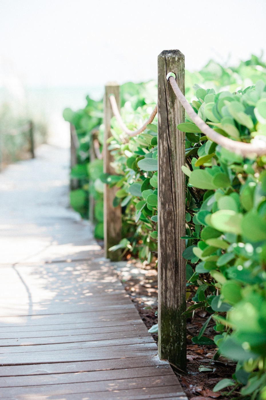 Wooden walkway to the beach with green plants and rope fence