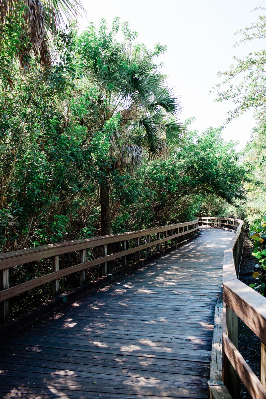 Wooden boardwalk in a lush forest, leading to nature