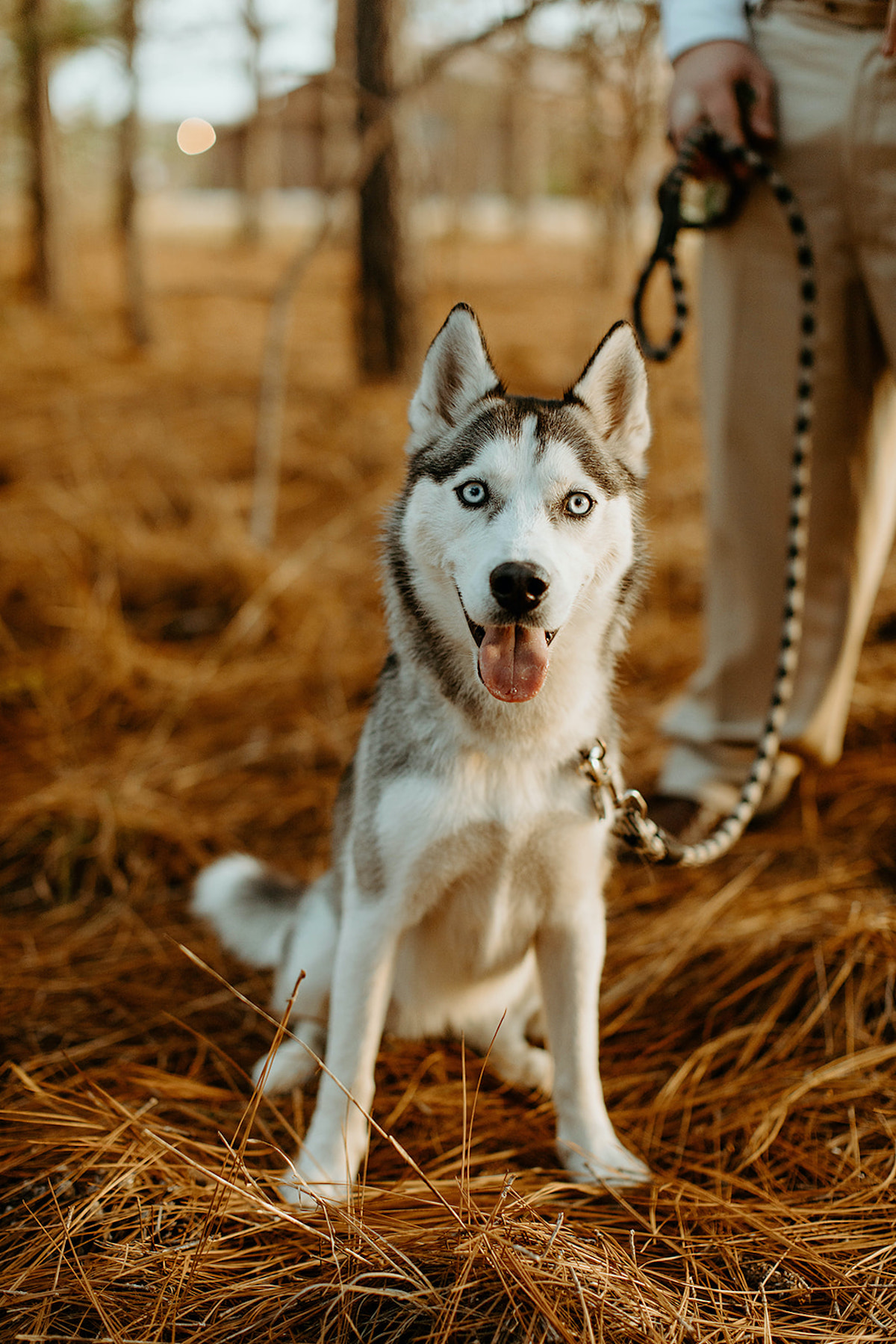 Happy Siberian Husky dog with blue eyes sitting outside