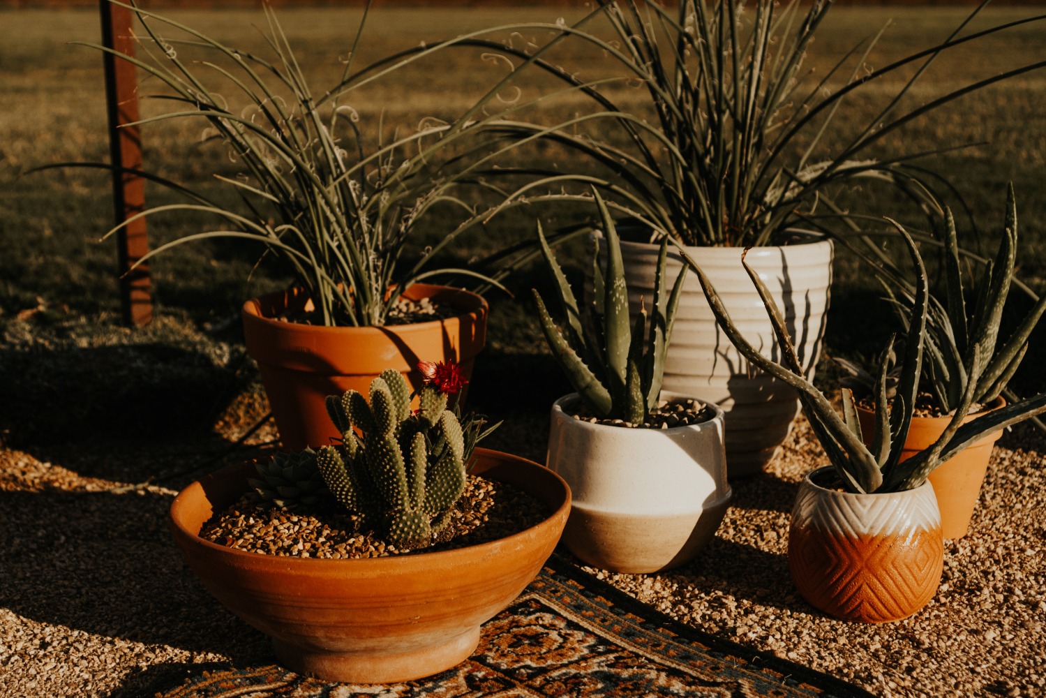Potted succulents and plants in an outdoor garden setting for decor