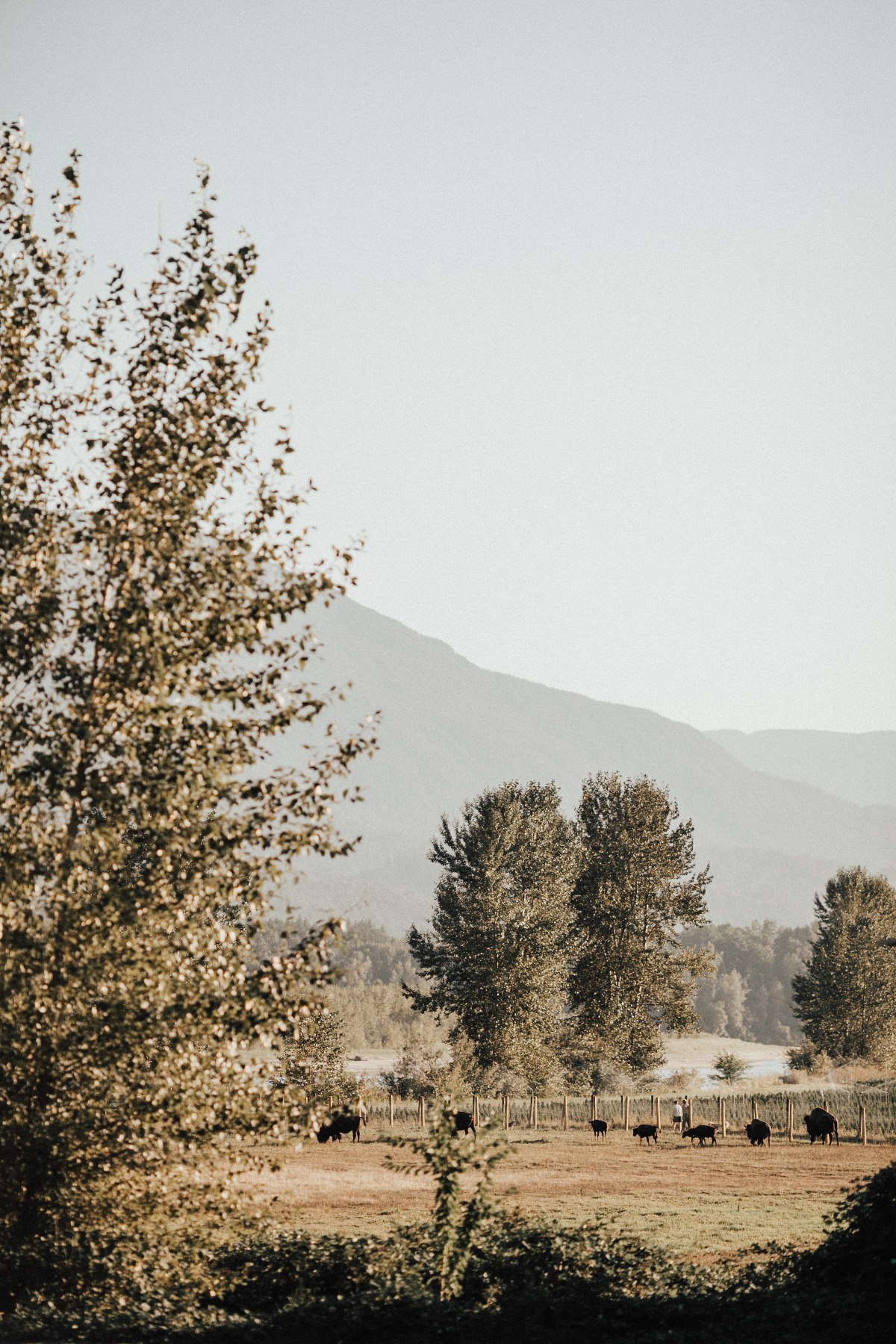 shawnafred-wedding-485