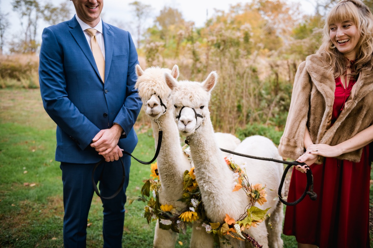 Wedding photo with alpacas wearing floral garlands on a sunny day