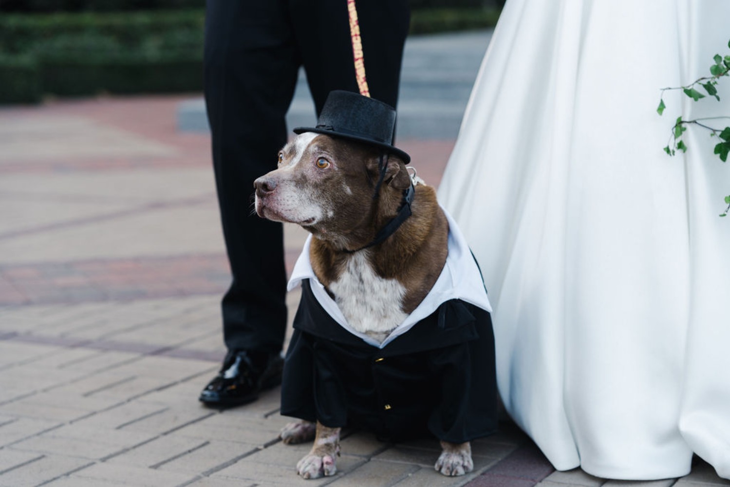 usc-wedding-