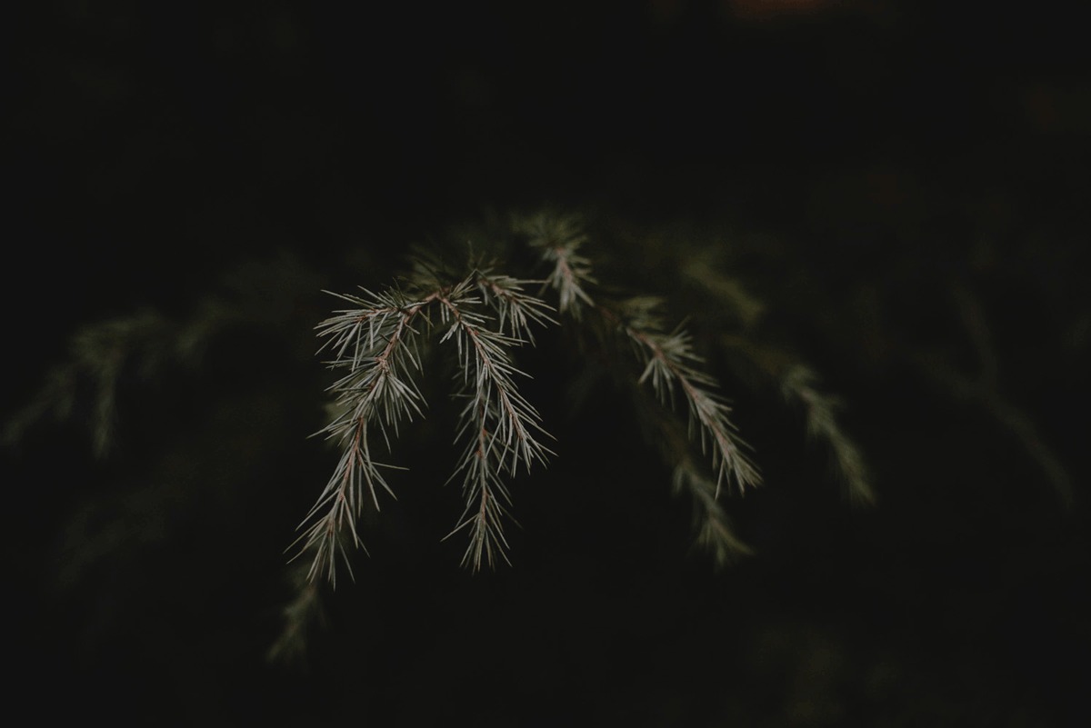 pines