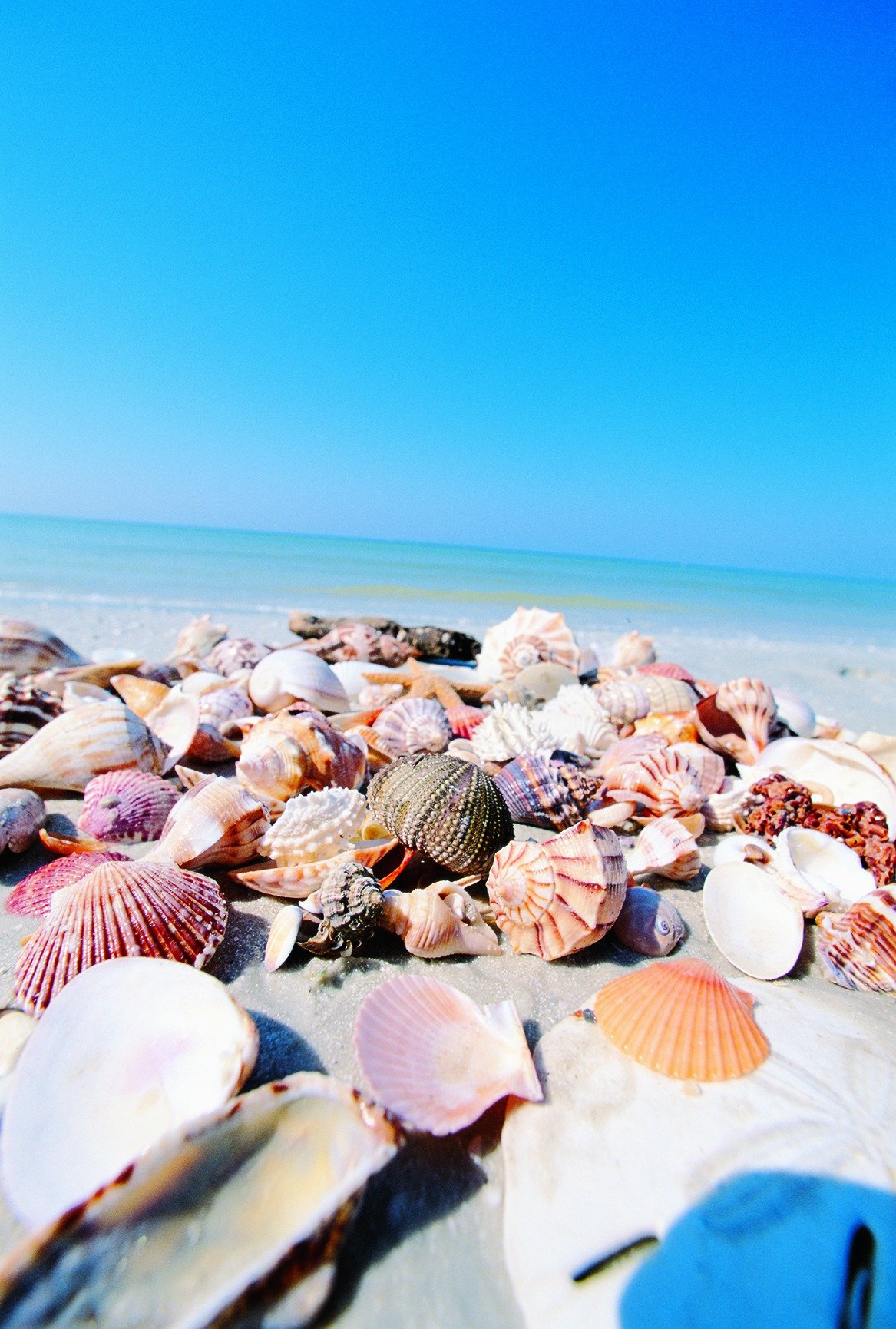 Beach_shells