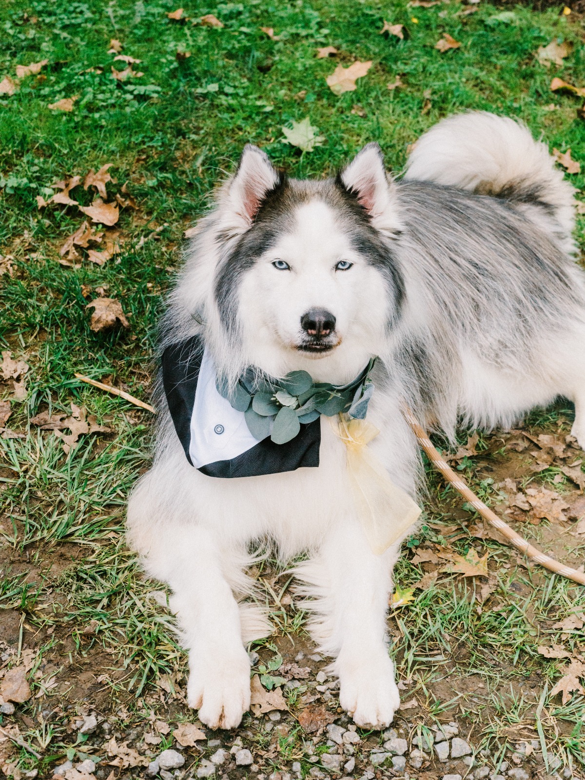 Portrait of the bride and groom's dog