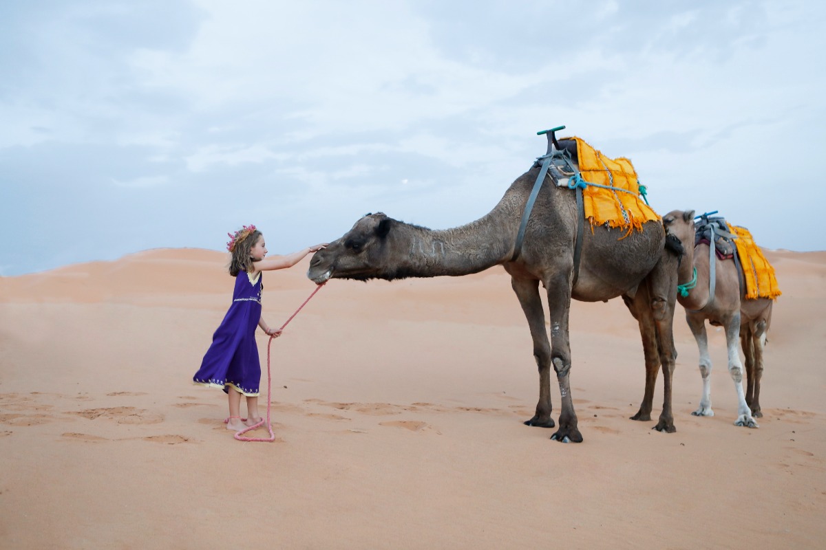 Wedding camels