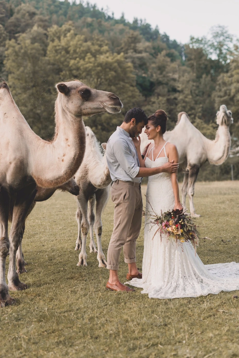 camels at wedding