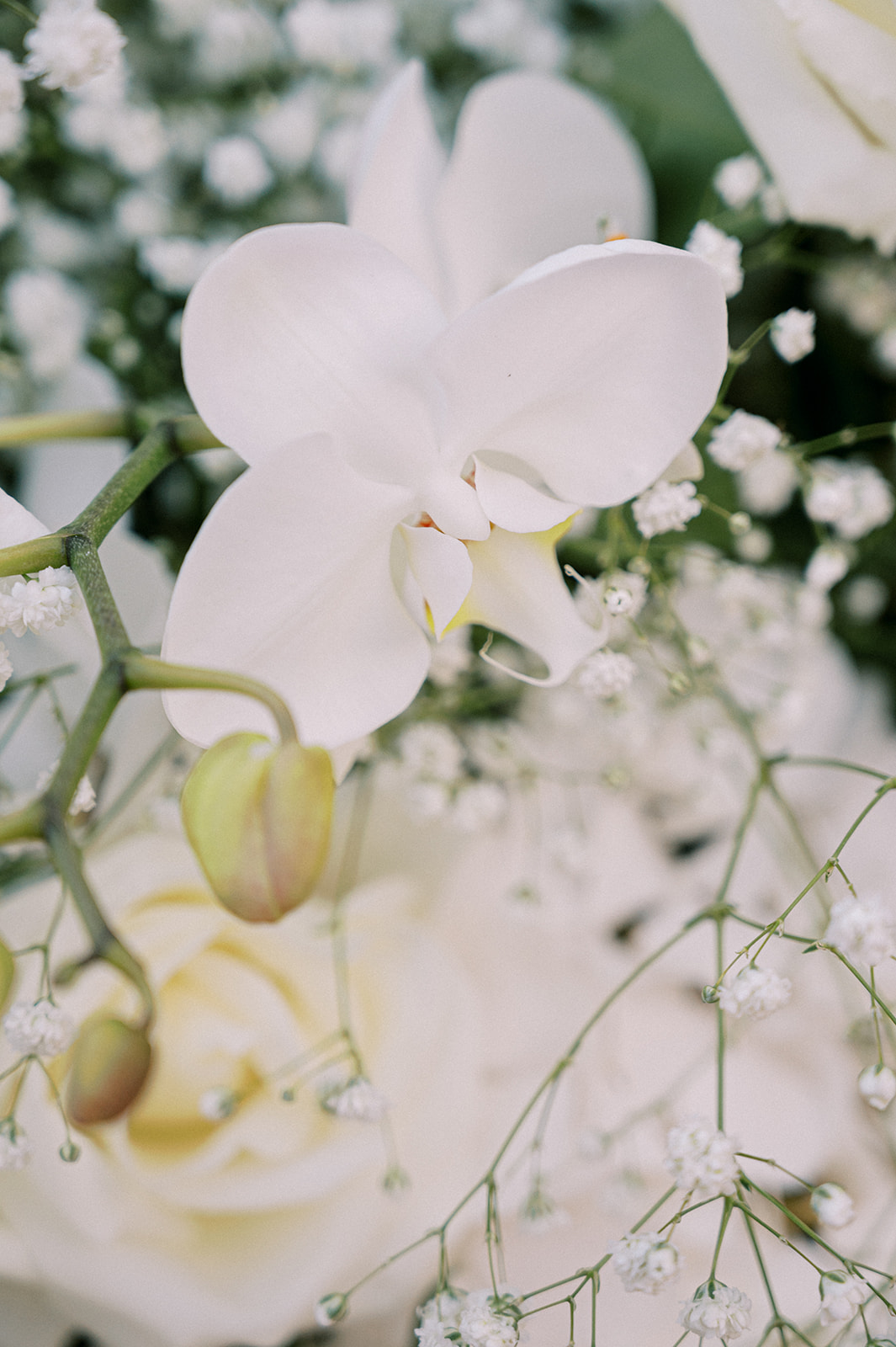 white orchid and baby's breath