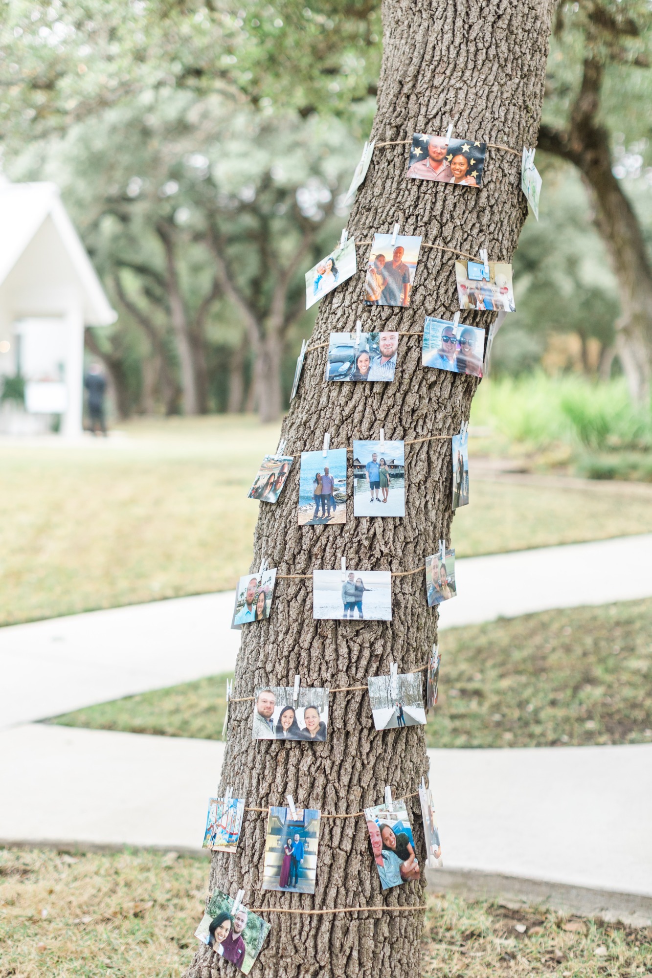 photo memory collage on tree