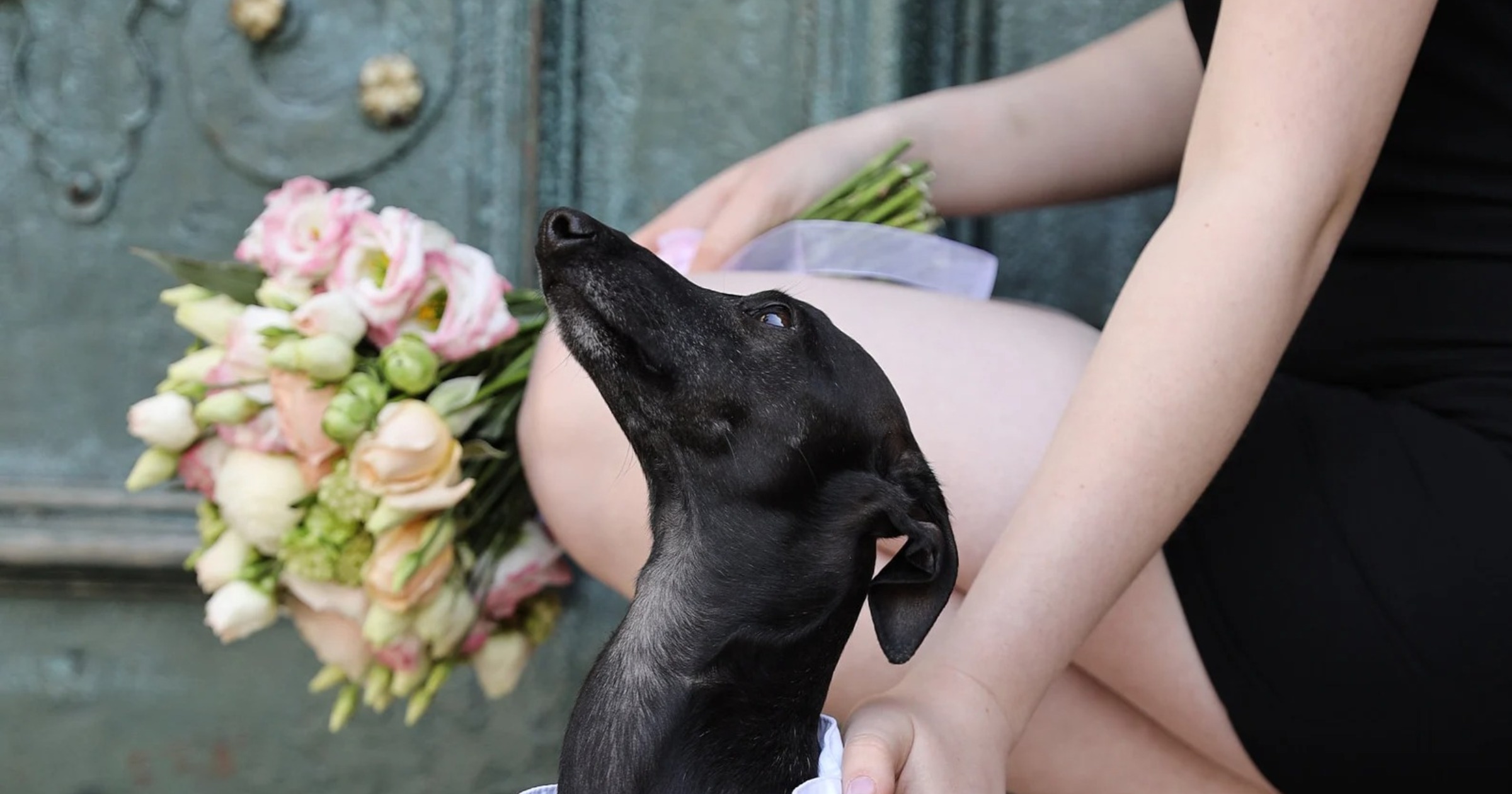 These Wedding Day Pet Ensembles May Just Steal The Show