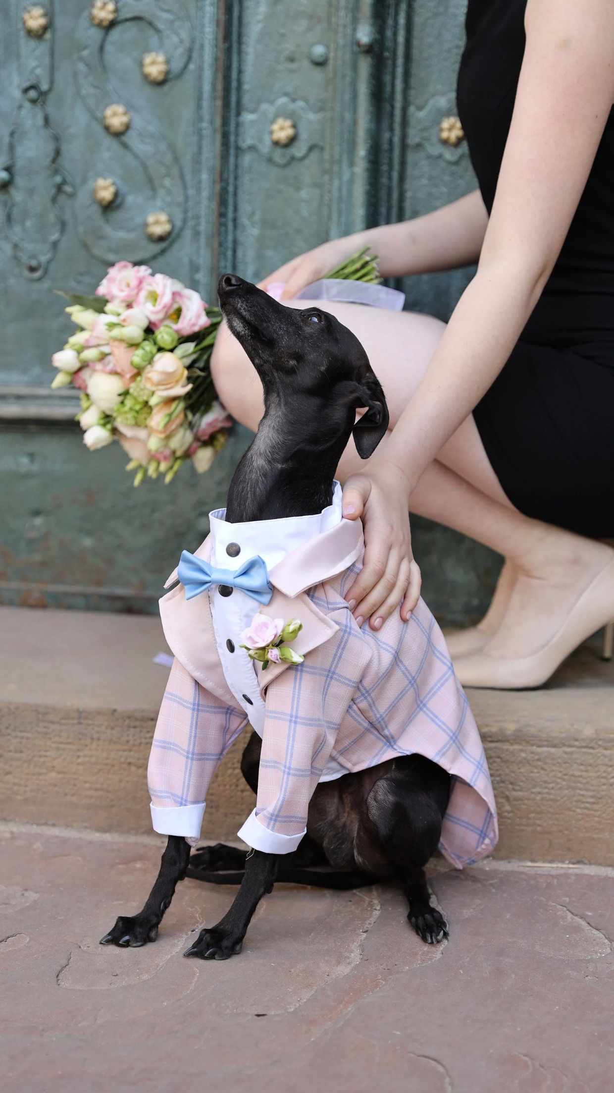 pink dog suit with bowtie for wedding