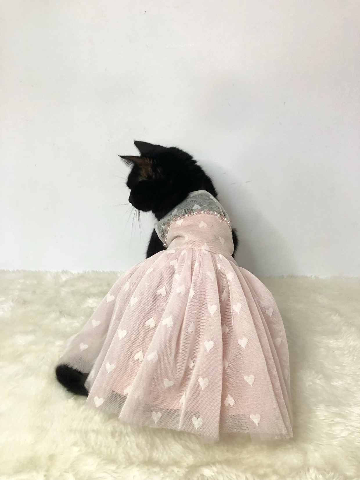 black cat in cute pink dress with hearts