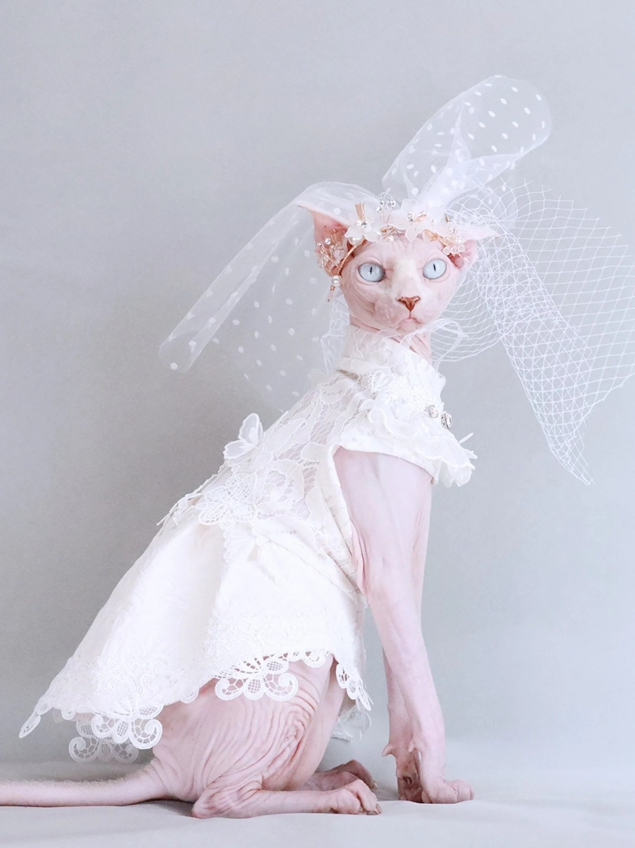 hairless cat wearing a wedding dress and veil