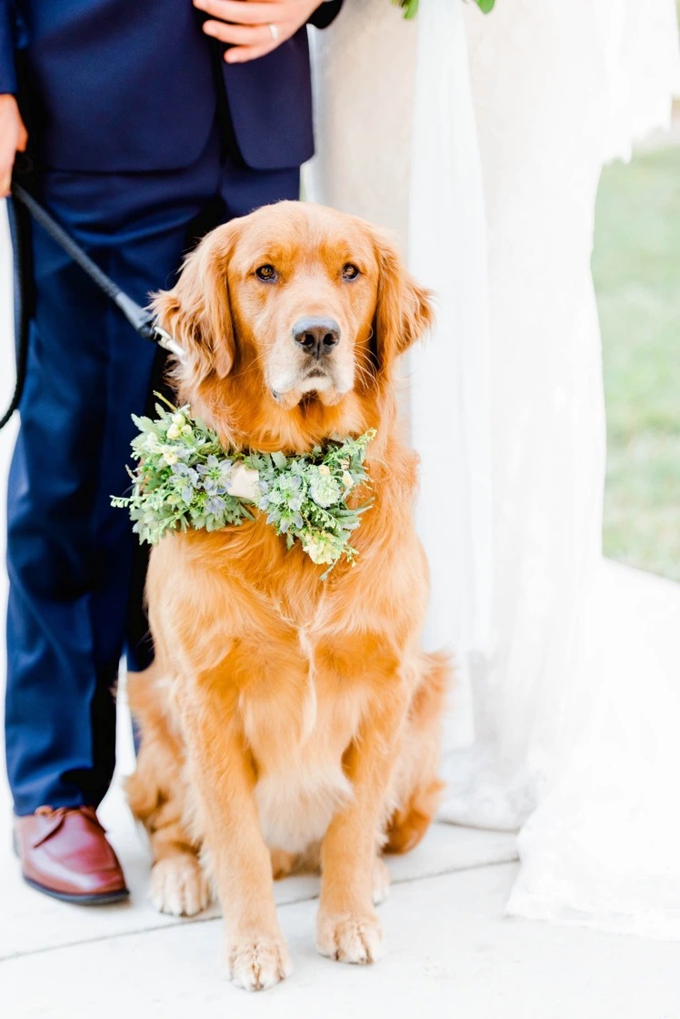 Golden Retriever with a floral bow
