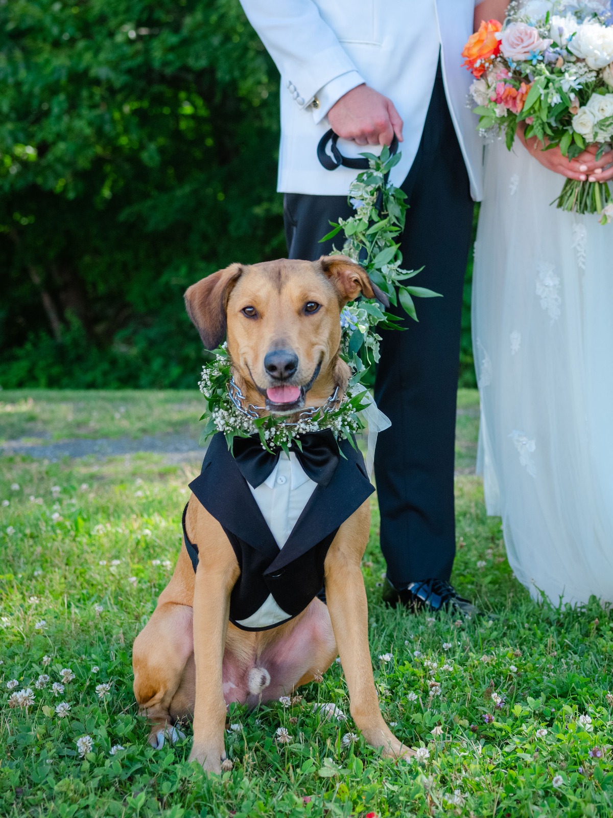dog tuxedo for wedding