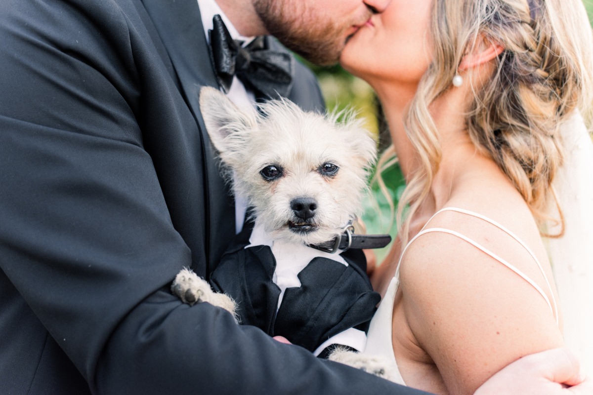 Cute dog photos at wedding 