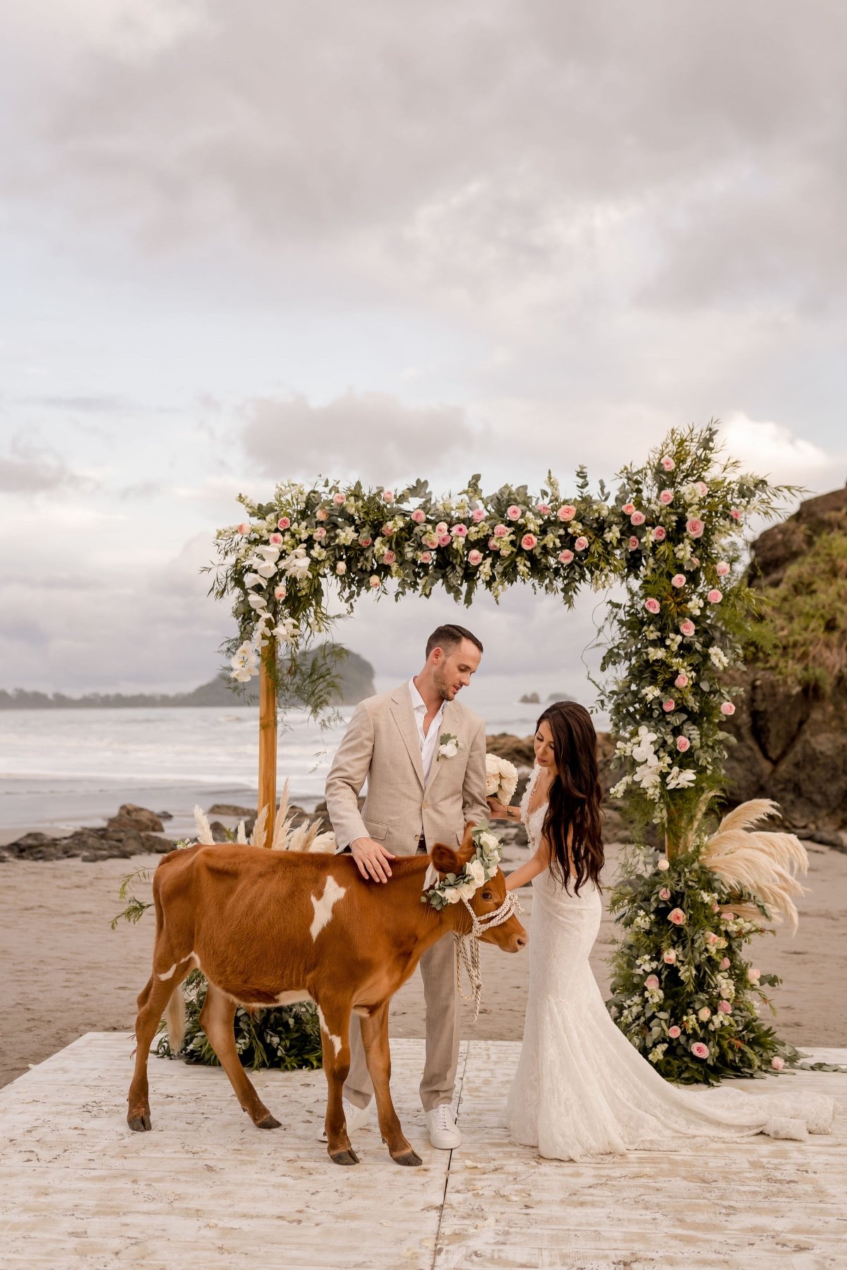 baby cow at beach wedding ceremony