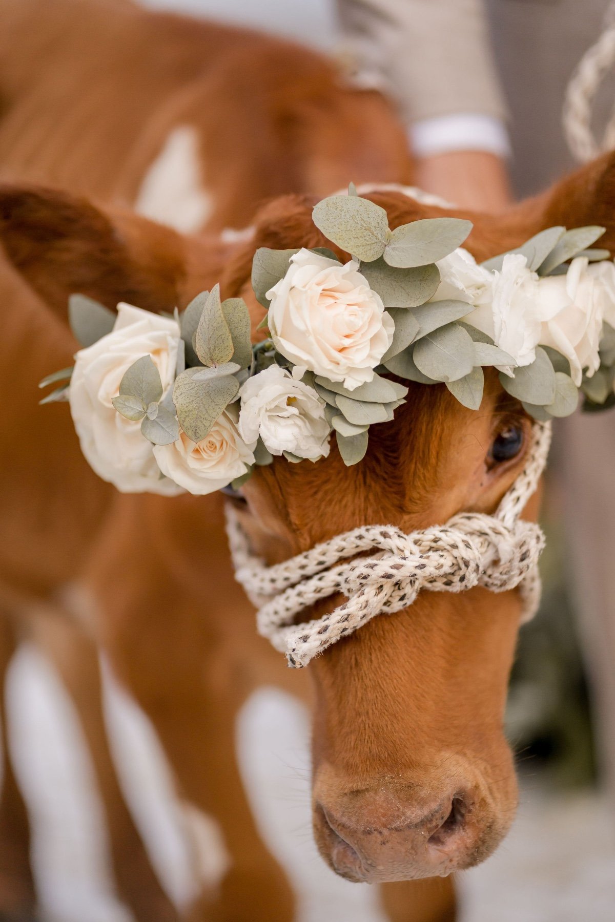 baby cow at wedding with a flower crown