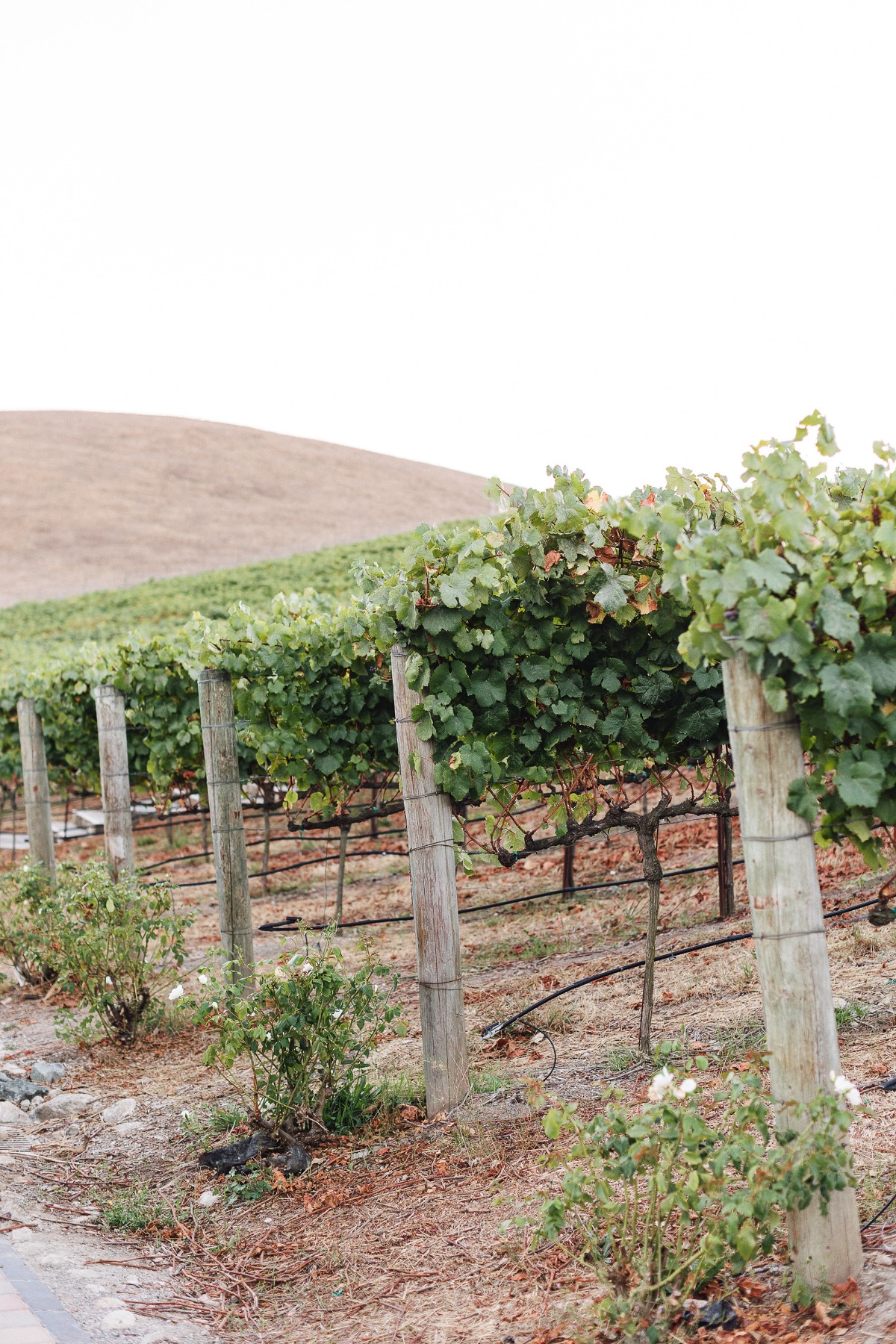 sherie-jorge-nella-terra-cellars-wedding-ashley-carlascio-photography_35