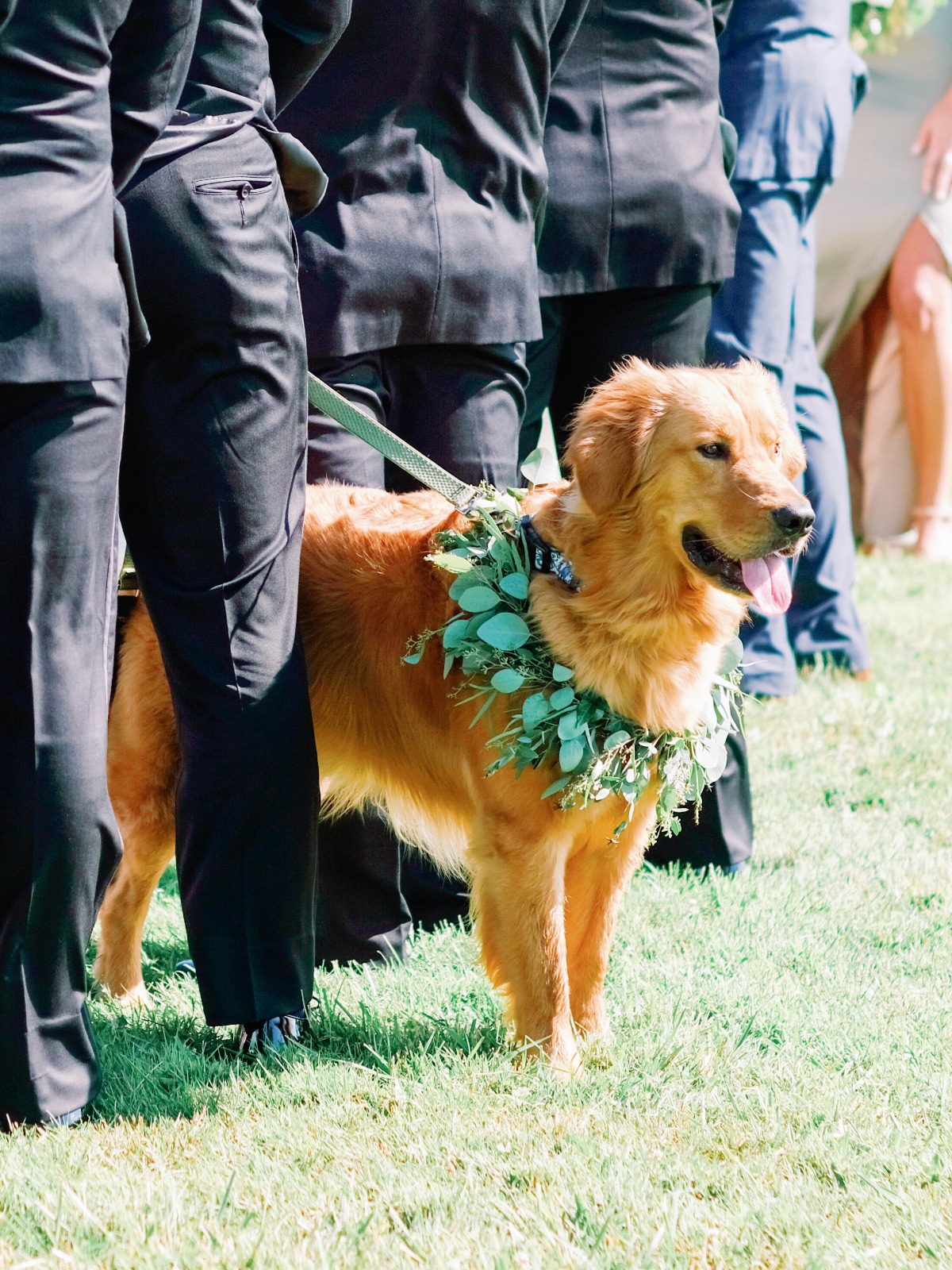 how to dress up your dog for your wedding
