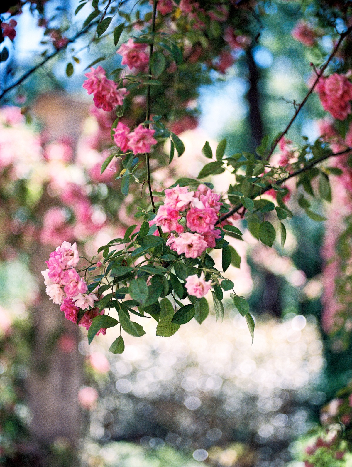 pink floral vine
