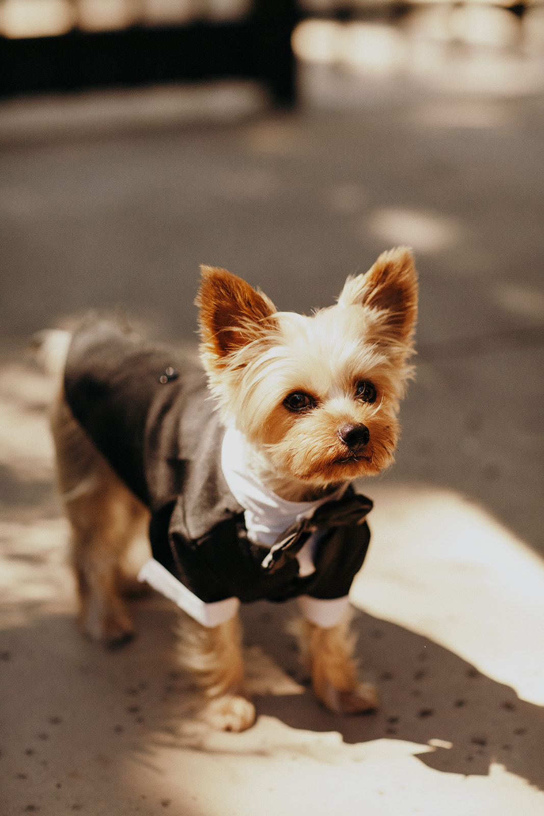 Tuxedo for wedding dogs