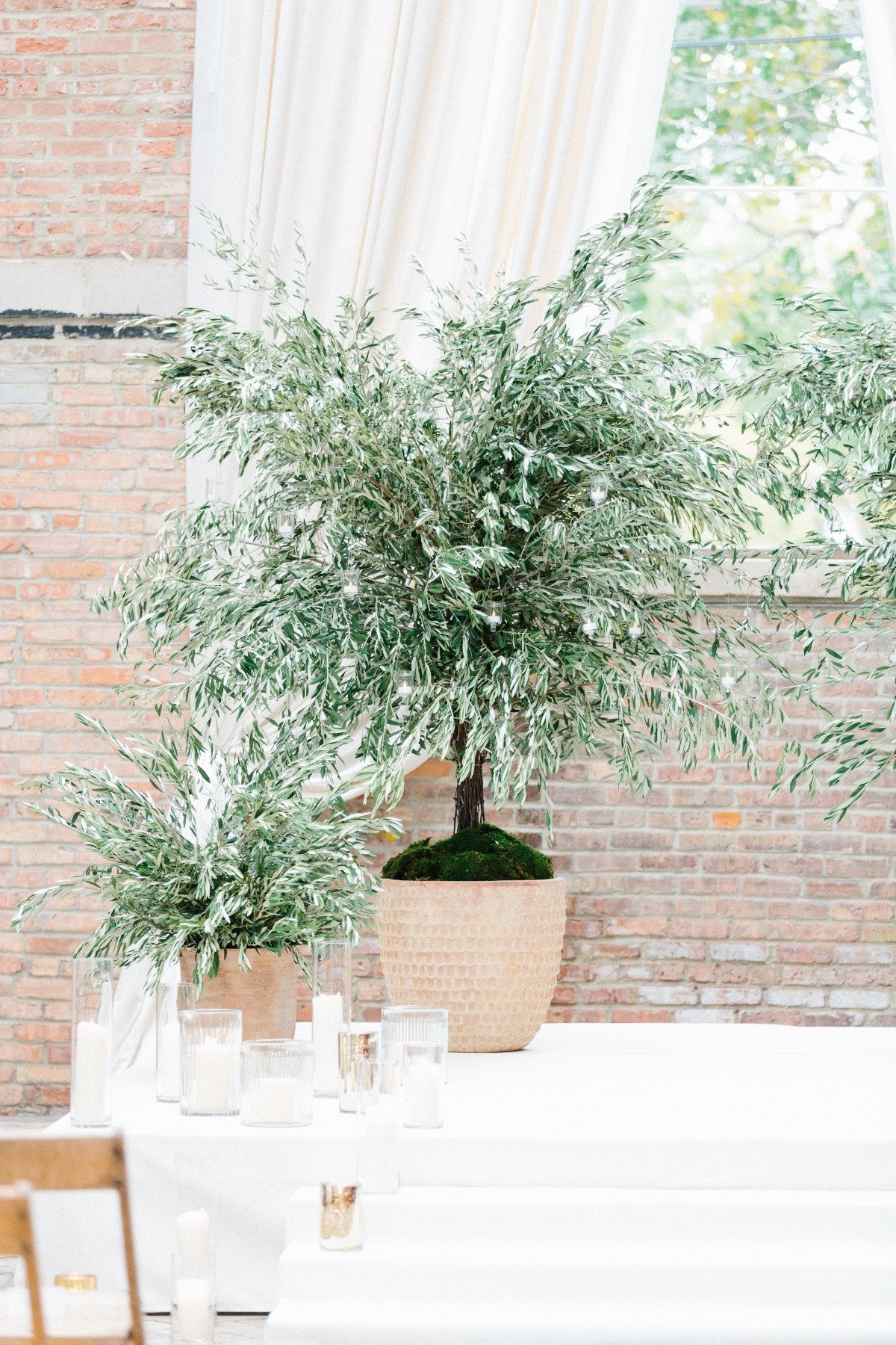wedding olive trees