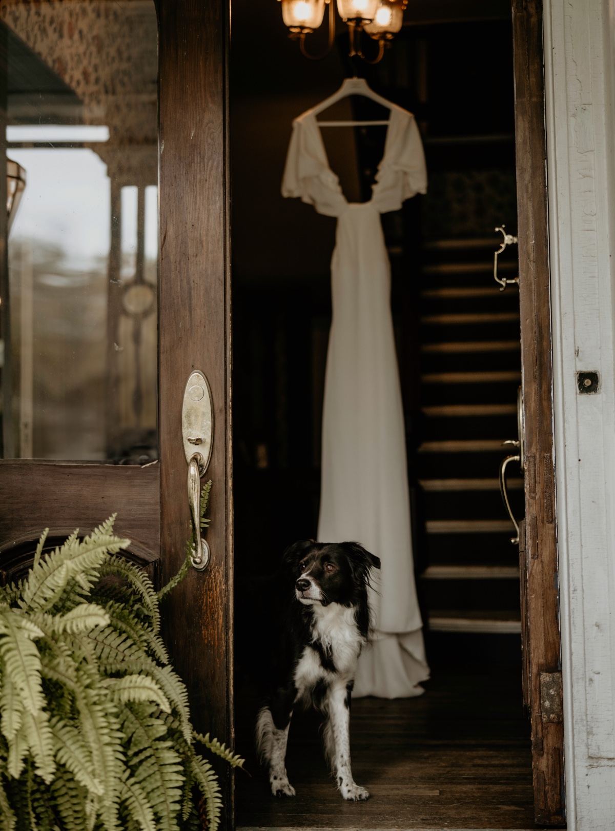 dog at wedding in log cabin