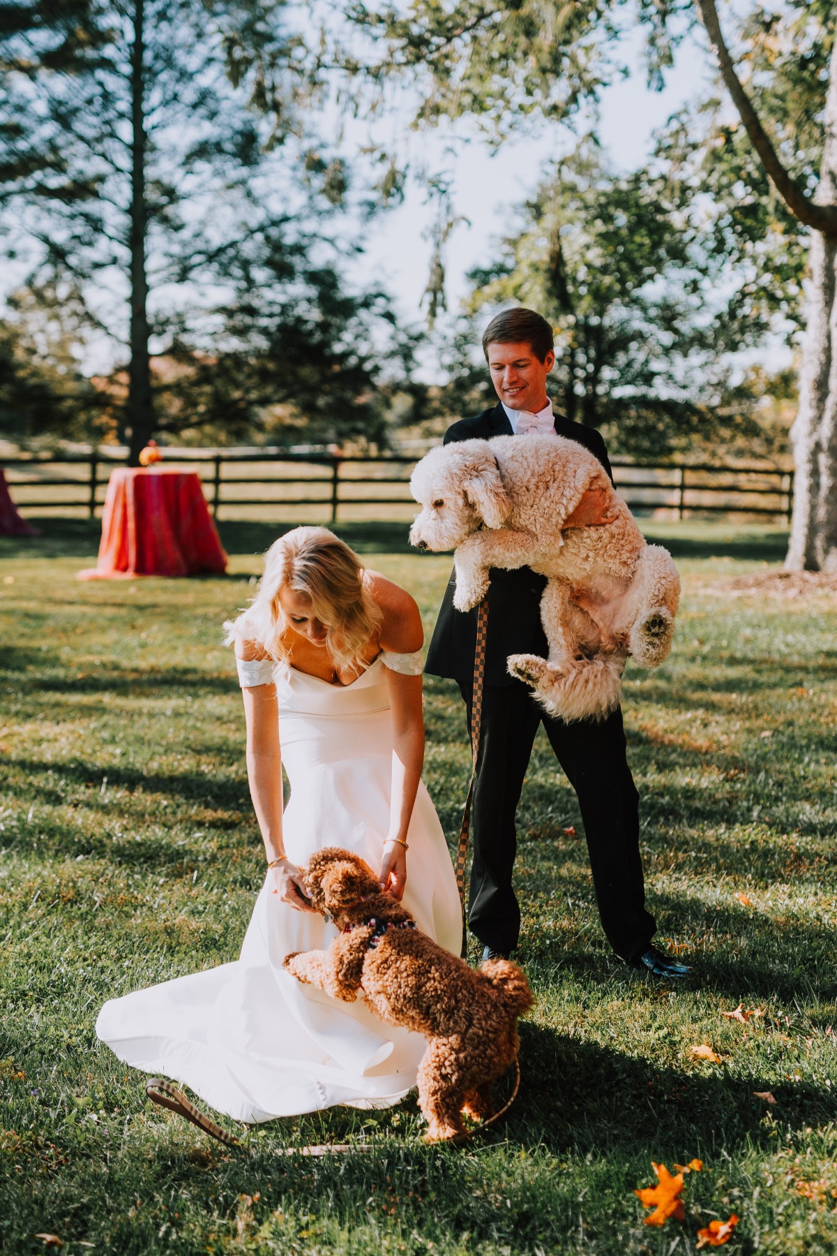 Wedding portraits with dogs 