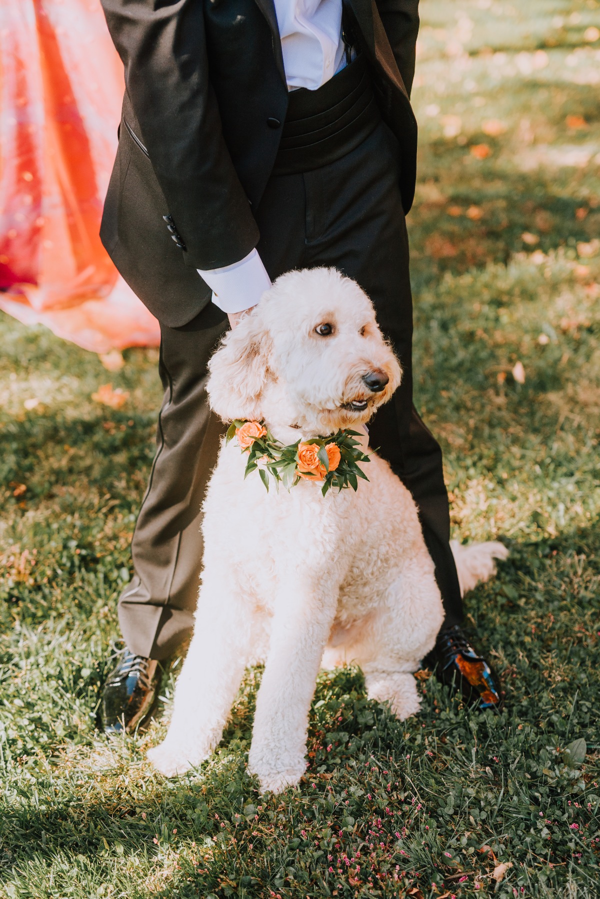 Bride and groom's dog