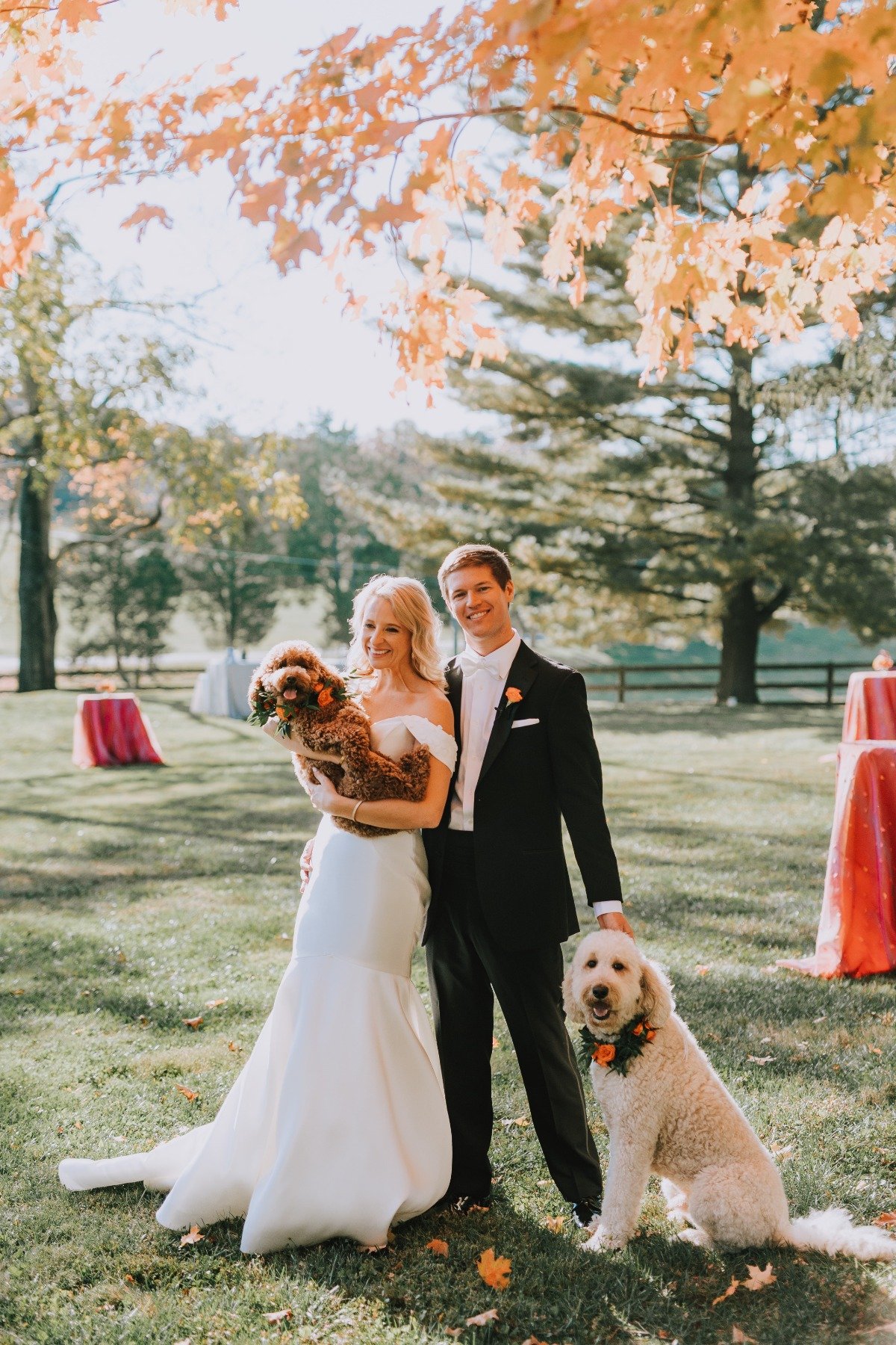 wedding dog portraits 