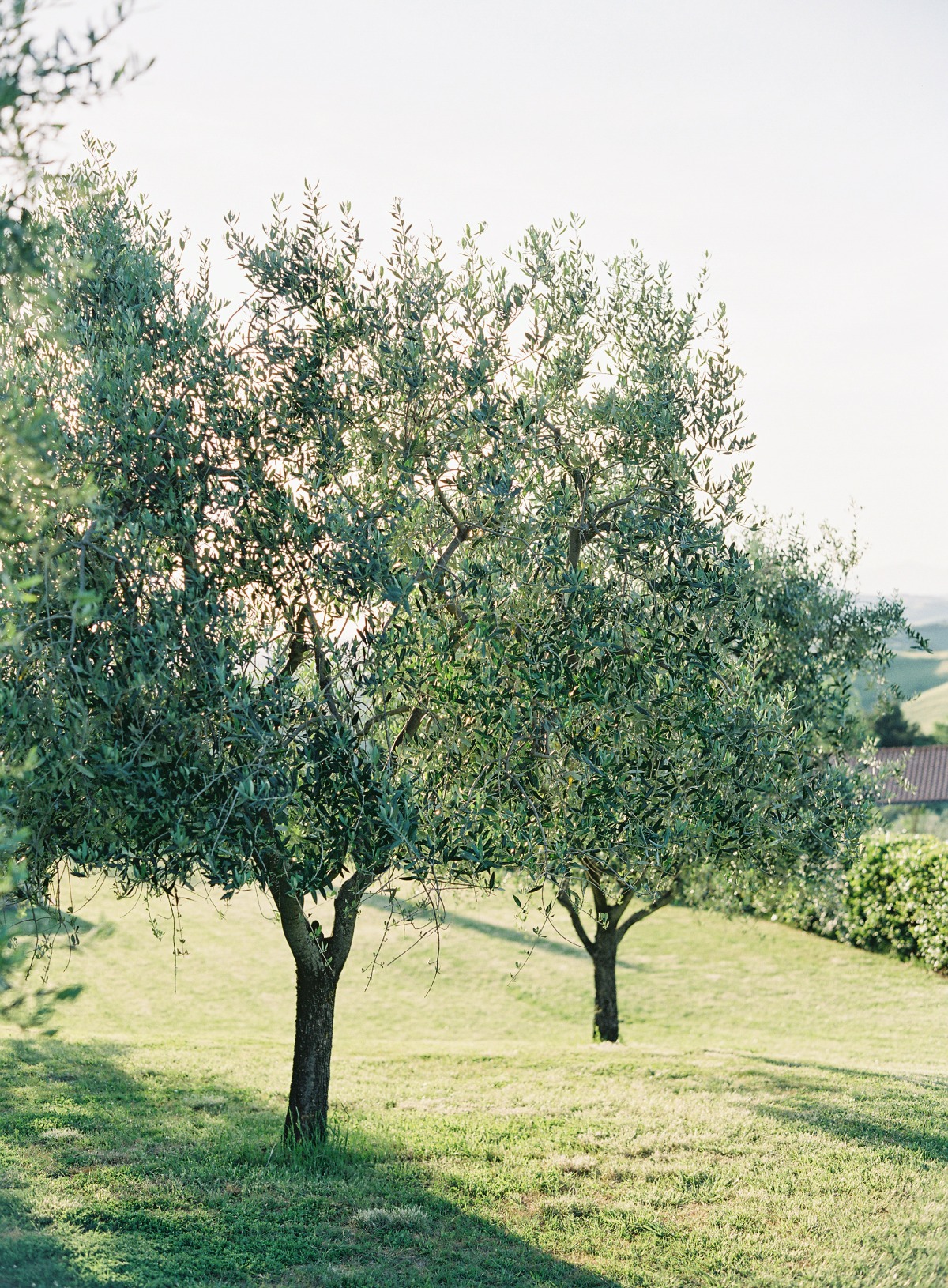 Italian cypress tree lined wedding destination 