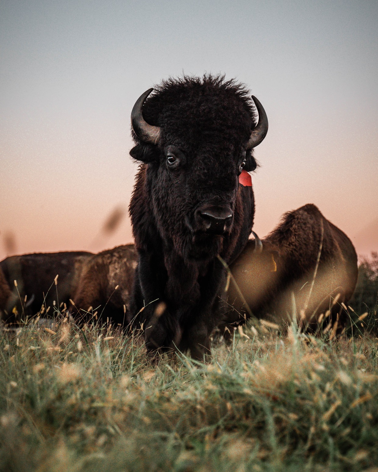 bison at Bullbourne Ranch 