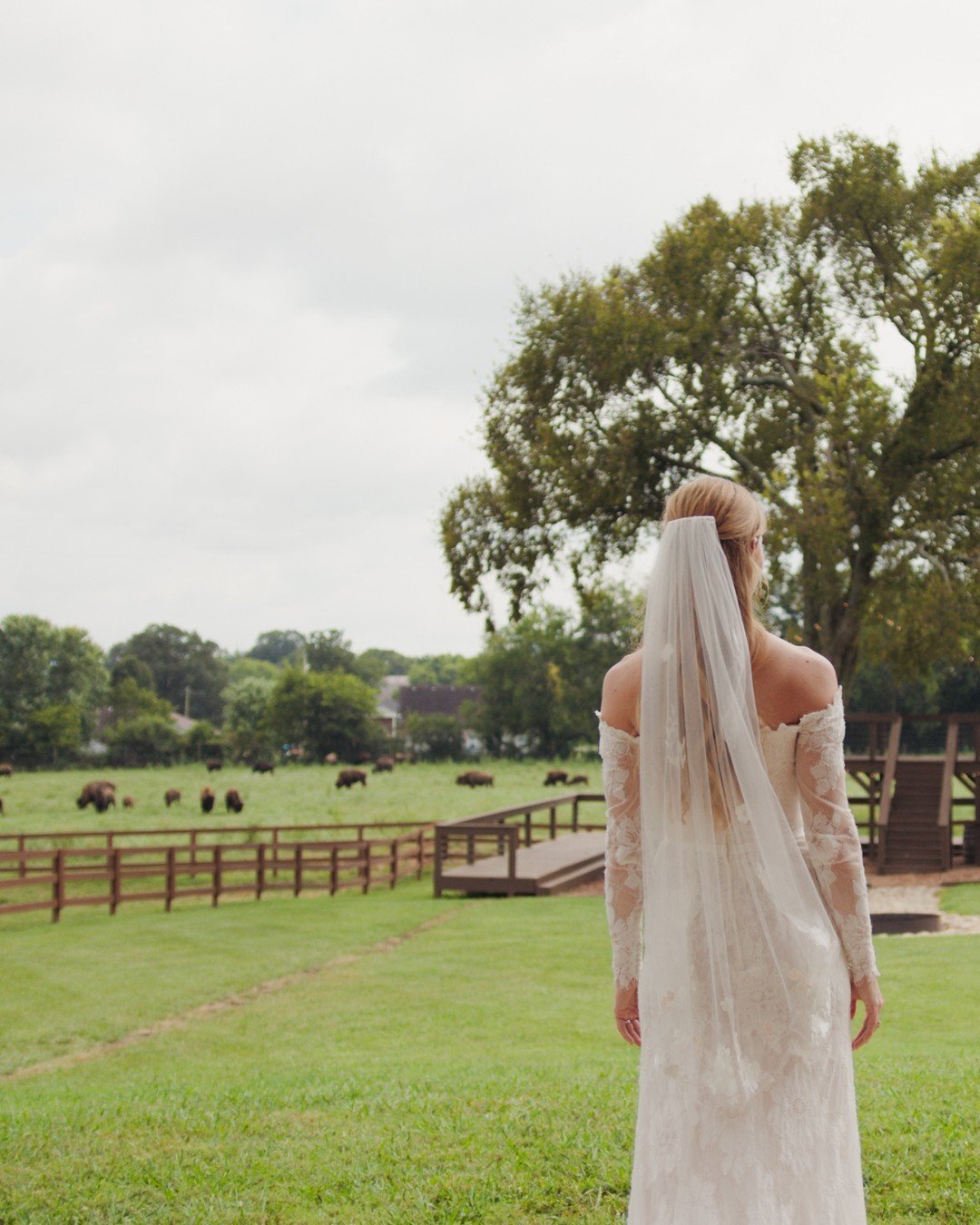 bride with view of bison at Bullbourne Ranch 