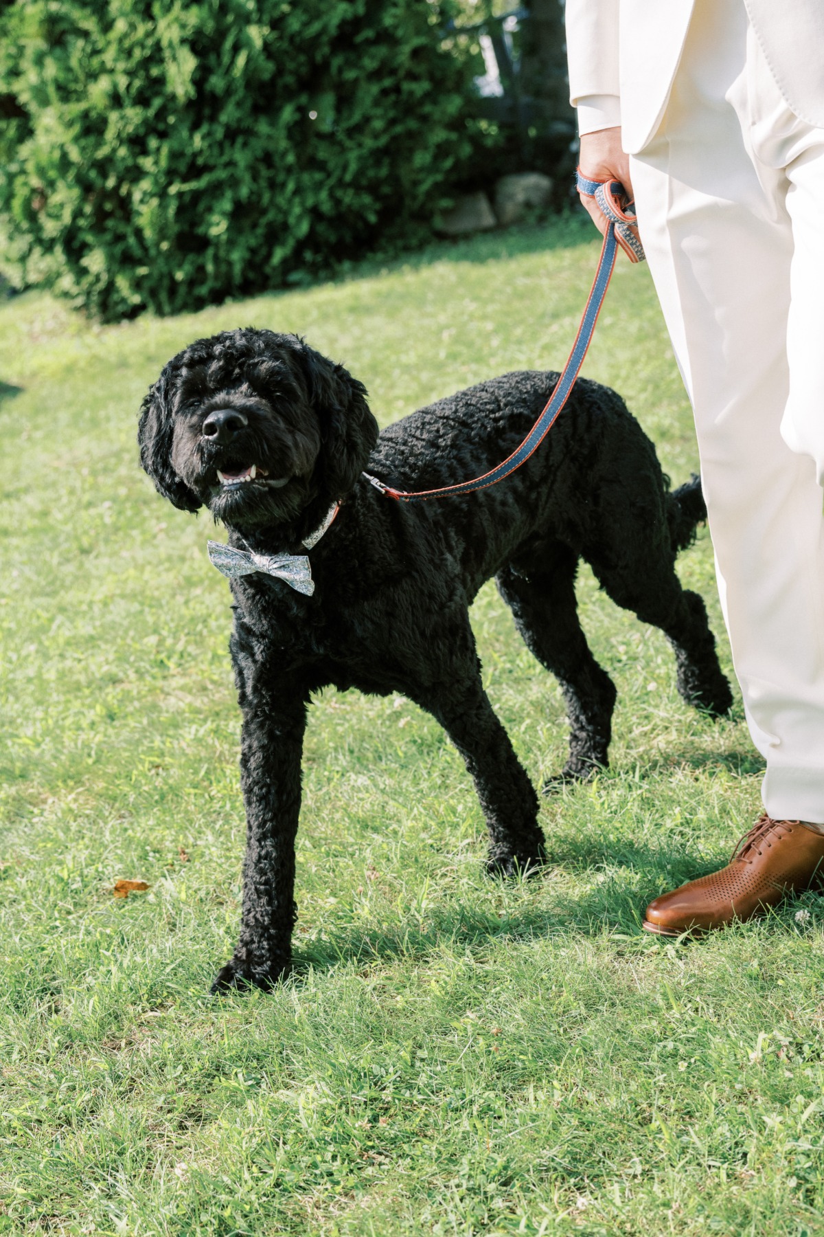 Adorable wedding dog in bow tie walking the groom down aisle 