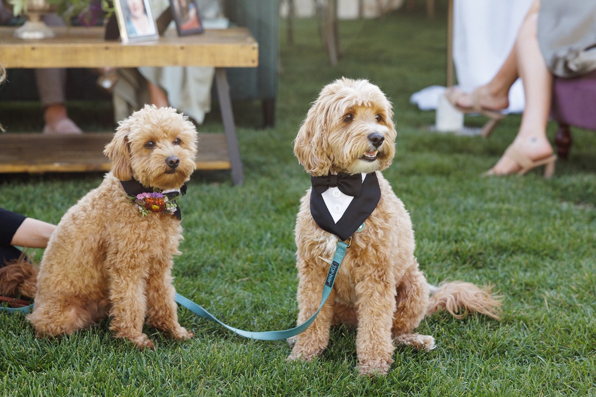 tuxedo for dog