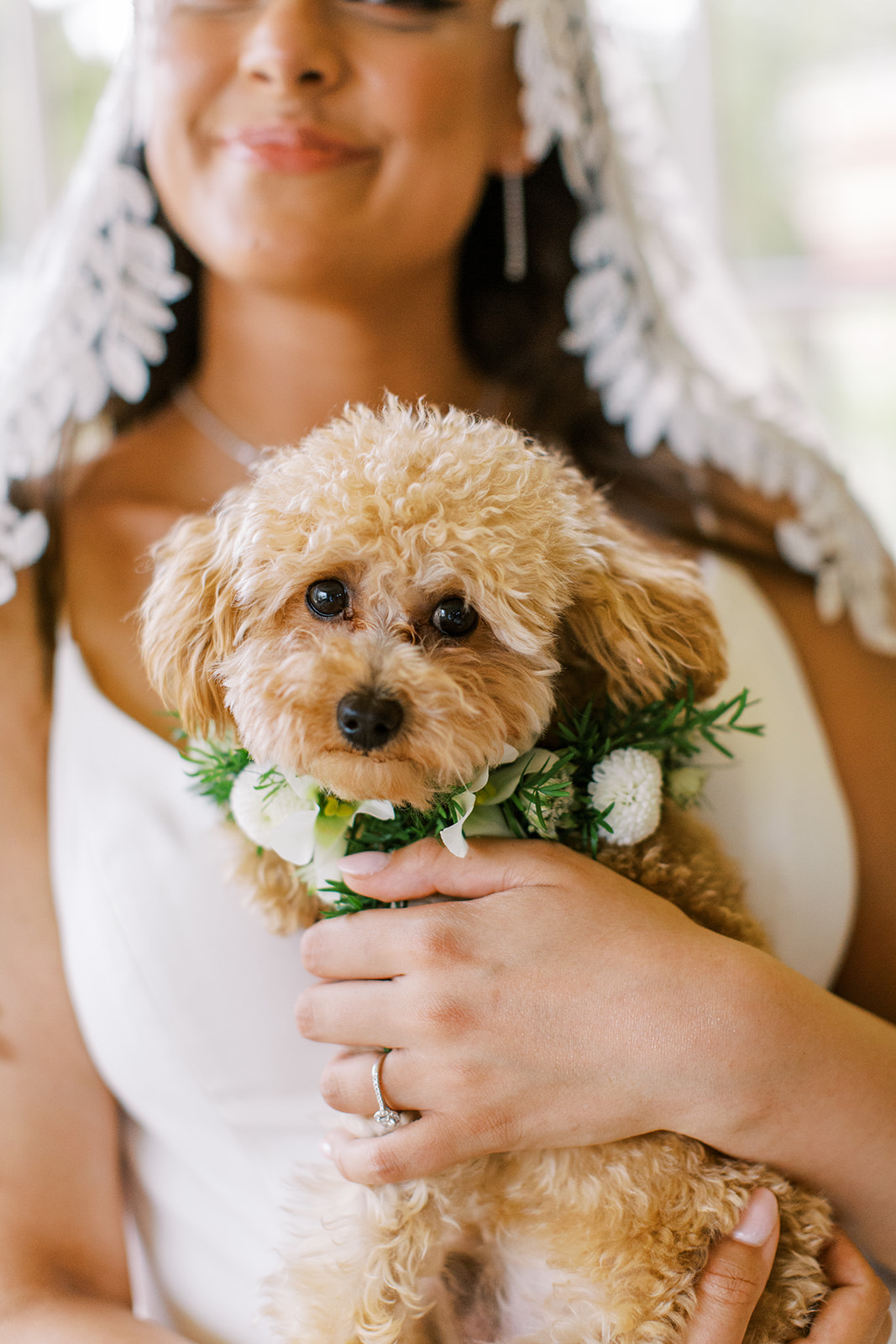dog in wedding party