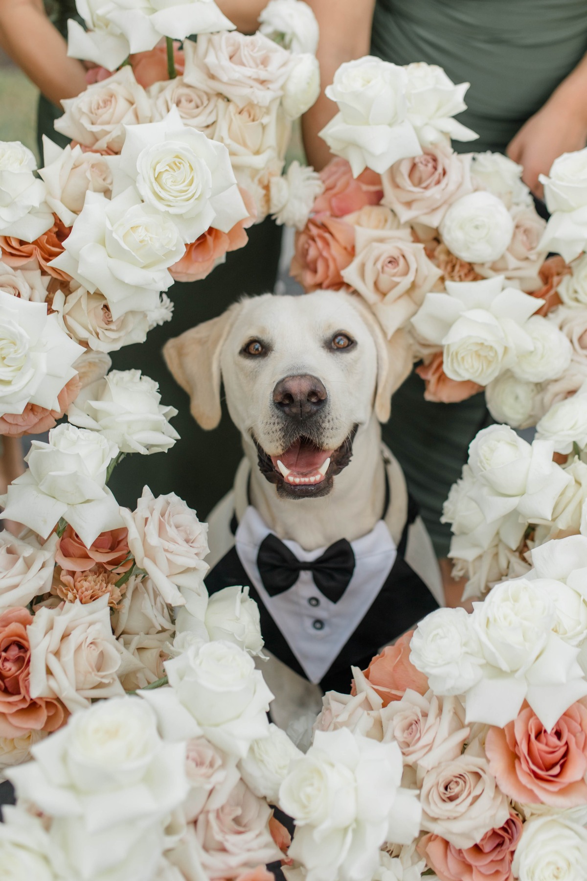 dog in wedding tuxedo