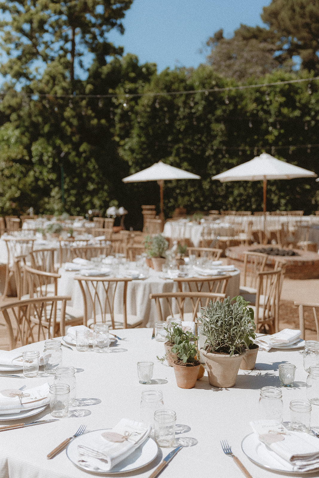 potted plant centerpieces